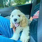 Dog, Blue, Carnivore, Dog breed, Felidae, Companion dog, Spitz, Toy Dog, Snout, Small Terrier, Terrier, Polka Dot, Whiskers, Furry friends, Canidae, Tree, Puppy love, Car Seat, Maltepoo