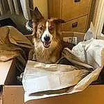 Dog, Carnivore, Shipping Box, Dog breed, Dog Supply, Companion dog, Fawn, Whiskers, Pet Supply, Smile, Comfort, Herding Dog, Box, Scotch Collie, Packaging And Labeling, Furry friends, Cardboard, Carton