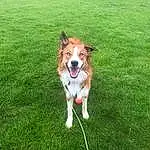 Dog, Carnivore, Dog breed, Companion dog, Fawn, Grass, Lawn, Tail, Rough Collie, Canidae, Plant, Grassland, Whiskers, Herding Dog, Working Dog, Ancient Dog Breeds, Hunting Dog, Collie