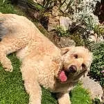 Plant, Dog, Carnivore, Dog breed, Water Dog, Fawn, Companion dog, Grass, Terrier, Tail, Poodle, Canidae, Working Animal, Small Terrier, Dog Collar, Labradoodle
