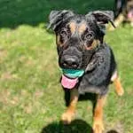 Dog, Plant, Carnivore, Dog breed, Working Animal, Grass, Fawn, Companion dog, Snout, Canidae, Collar, Guard Dog, Working Dog, Herding Dog, Hunting Dog, Puppy, Carlin Pinscher