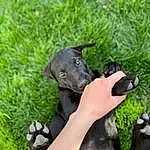 Hand, Dog, Gesture, Plant, Grass, Finger, Carnivore, Dog breed, Companion dog, Groundcover, Working Animal, Terrestrial Animal, Thumb, Furry friends, Wrist, Nail, Sitting, Canidae, Borador