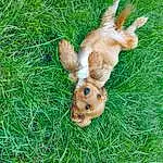 Rabbit, Dog breed, Toy, Rabbits And Hares, Fawn, Grass, Terrestrial Animal, Wood, Companion dog, Groundcover, Lawn, Snout, Tail, Plant, Grassland, Liver, Canidae