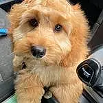Dog, Carnivore, Dog breed, Companion dog, Snout, Toy Dog, Firefighter, Service, Furry friends, Small Terrier, Terrier, Canidae, Personal Luxury Car, Vroom Vroom, Dog Supply, Steering Wheel