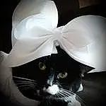 Cat, Carnivore, Felidae, Small To Medium-sized Cats, Petal, Whiskers, Formal Wear, Furry friends, Event, Fashion Accessory, Tail, Black & White, Window, Hat, Costume Hat, Lighting Accessory, Paper Product, Monochrome, Pattern, Paper