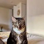 Cat, Felidae, Carnivore, Small To Medium-sized Cats, Whiskers, Door, Wood, Paw, Domestic Short-haired Cat, Furry friends, Claw, Terrestrial Animal, Hardwood, Window, Sitting