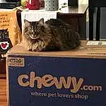 Cat, Felidae, Carnivore, Shipping Box, Small To Medium-sized Cats, Whiskers, Packaging And Labeling, Box, Wood, Carton, Cardboard, Plant, Hardwood, Font, Furry friends, Domestic Short-haired Cat, Baggage, Packing Materials, Room, Drawer