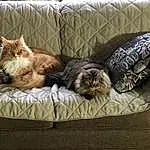 Cat, Couch, Comfort, Felidae, Carnivore, Small To Medium-sized Cats, Whiskers, Fawn, Studio Couch, Linens, Furry friends, Bedding, Domestic Short-haired Cat, Room, Tail, Companion dog, Nap, Living Room, Bed Sheet, Cat Bed