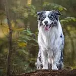 Dog, Carnivore, Dog breed, Companion dog, Tree, Snout, Whiskers, Grass, Working Animal, Tail, Wood, Canidae, Working Dog, Twig, Herding Dog, Forest, Border Collie