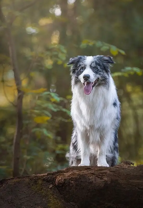 Dog, Carnivore, Dog breed, Companion dog, Tree, Snout, Whiskers, Grass, Working Animal, Tail, Wood, Canidae, Working Dog, Twig, Herding Dog, Forest, Border Collie