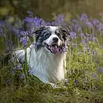 Plant, Dog, Natural Environment, Carnivore, Dog breed, Companion dog, Grass, Collie, Flower, Snout, Whiskers, Grassland, Natural Landscape, Herbaceous Plant, Herding Dog, Field, Working Animal, Wildflower, Canidae