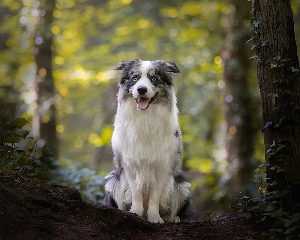 Dog, Plant, Tree, Carnivore, Dog breed, Companion dog, Trunk, Tail, Wood, Forest, Grass, Working Animal, Terrestrial Animal, Woodland, Furry friends, Working Dog, Canidae, Temperate Broadleaf And Mixed Forest, Jungle, Northern Hardwood Forest