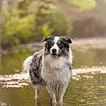 Water, Dog, Carnivore, Dog breed, Companion dog, Terrestrial Animal, Tail, Canidae, Furry friends, Working Dog, Bog, Natural Landscape, Herding Dog