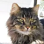 Cat, Felidae, Carnivore, Small To Medium-sized Cats, Whiskers, Snout, Maine Coon, Furry friends, Tree, Domestic Short-haired Cat, British Longhair, Box, Terrestrial Animal, Window