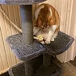 Cat, Felidae, Wood, Comfort, Carnivore, Small To Medium-sized Cats, Chair, Fawn, Cat Supply, Tail, Pet Supply, Pedestal, Hardwood, Whiskers, Outdoor Furniture, Furry friends, Sitting, Natural Material, Room