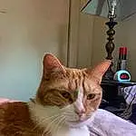 Cat, Window, Carnivore, Felidae, Lamp, Fawn, Whiskers, Wood, Small To Medium-sized Cats, Tail, Snout, Furry friends, Domestic Short-haired Cat, Lampshade, Picture Frame, Light Fixture, Window Blind, Lighting Accessory, Couch, Plant