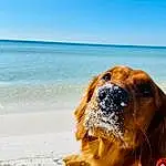 Water, Sky, Dog, Dog breed, Carnivore, Beach, Fawn, Companion dog, Snout, Snow, Horizon, Winter, Sand, Retriever, Landscape, Ocean, Whiskers, Wind Wave, Guard Dog