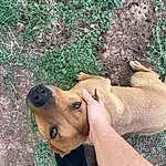 Dog, Dog breed, Carnivore, Plant, Working Animal, Gesture, Grass, Finger, Terrestrial Animal, Fawn, People In Nature, Companion dog, Wood, Snout, Whiskers, Groundcover, Canidae