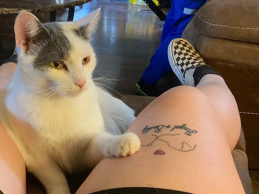 Joint, Cat, Leg, Felidae, Comfort, Sleeve, Carnivore, Thigh, Knee, Elbow, Whiskers, Small To Medium-sized Cats, Wrist, Temporary Tattoo, Tail, Human Leg, Tattoo, Snout, Lap, Foot