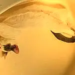 Beak, Jaw, Gesture, Bird, Feather, Sunglasses, Ducks, Geese And Swans, Window, Tints And Shades, Wing, Seabird, Art, Trunk, Water Bird, Duck, Waterfowl, Swan, Ceiling, Tail, Macro Photography