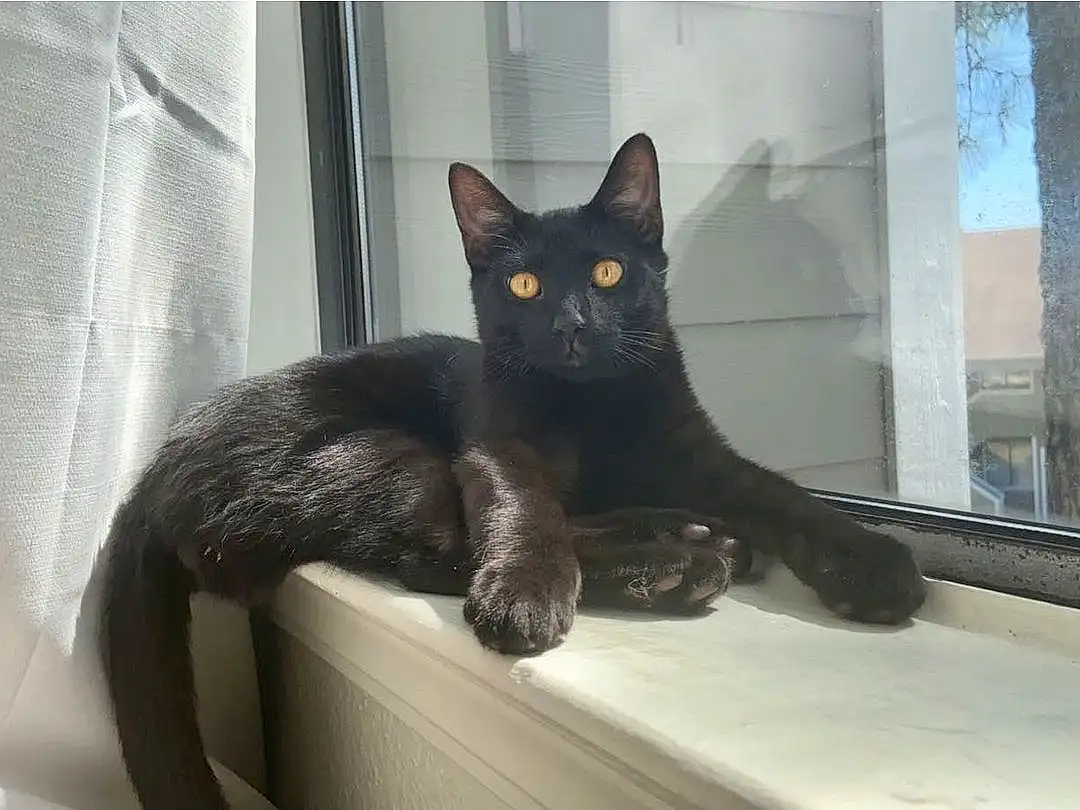 Cat, Window, Felidae, Carnivore, Bombay, Grey, Small To Medium-sized Cats, Whiskers, Comfort, Snout, Tail, Black cats, Domestic Short-haired Cat, Furry friends, Claw, Paw, Pet Supply, Terrestrial Animal, Sitting