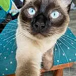 Cat, Eyes, Siamese, Felidae, Carnivore, Small To Medium-sized Cats, Whiskers, Fawn, Snout, Electric Blue, Furry friends, Curious, Domestic Short-haired Cat, Grass, Terrestrial Animal, Birman, Thai, Tree