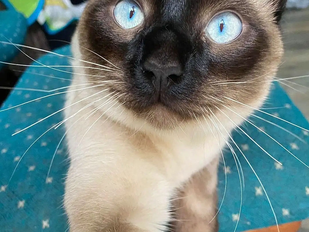 Cat, Eyes, Siamese, Felidae, Carnivore, Small To Medium-sized Cats, Whiskers, Fawn, Snout, Electric Blue, Furry friends, Curious, Domestic Short-haired Cat, Grass, Terrestrial Animal, Birman, Thai, Tree