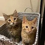Cat, Carnivore, Felidae, Small To Medium-sized Cats, Pet Supply, Fawn, Whiskers, Snout, Cat Supply, Furry friends, Domestic Short-haired Cat, Basket, Cat Furniture, Box, Tail, Animal Shelter, Wicker, Wood