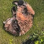 Plant, Dog, Dog breed, Carnivore, Fawn, Grass, Groundcover, Snout, Terrestrial Animal, Tail, Companion dog, Working Animal, Terrier, Soil, Canidae, Furry friends, Felidae, Shadow, Shrub