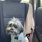 Dog, Leg, Comfort, Carnivore, Grey, Dog breed, Companion dog, Car Seat Cover, Dog Supply, Toy Dog, Car Seat, Auto Part, Eyewear, Chair, Tail, Dog Clothes, Fashion Accessory, Automotive Exterior, Personal Protective Equipment, Head Restraint