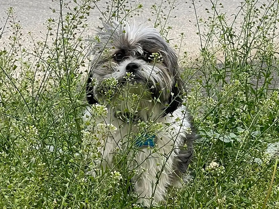 Plant, Dog, Plant Community, Dog breed, Carnivore, Grass, Companion dog, Flower, Toy Dog, Groundcover, Shrub, Shih Tzu, Terrier, Canidae, Small Terrier, Water, Liver, Working Animal