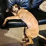 Furniture, Dog, Comfort, Human Body, Carnivore, Couch, Fawn, Thigh, Companion dog, Dog breed, Human Leg, Knee, Armrest, Wood, Elbow, Furry friends, Sitting, Wrist, Canidae