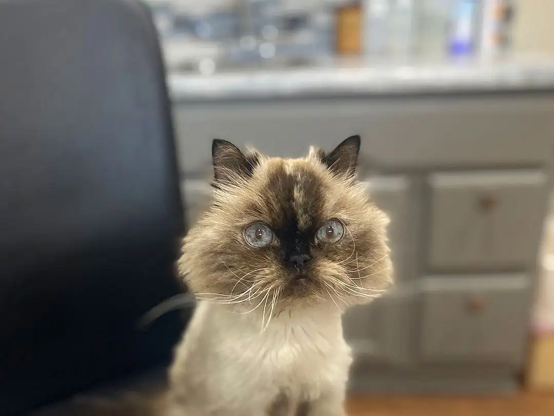 Cat, Felidae, Carnivore, Whiskers, Small To Medium-sized Cats, Siamese, Fawn, Snout, Furry friends, Cabinetry, Birman, Wood, Drawer, Hardwood, Comfort, Dresser, Ragdoll, Tail