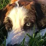 Dog, Eyes, Plant, Carnivore, Dog breed, Grass, Whiskers, Fawn, Companion dog, Snout, Terrestrial Animal, Working Animal, People In Nature, Furry friends, Canidae, Street dog