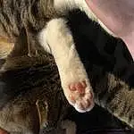 Cat, Carnivore, Comfort, Felidae, Textile, Ear, Small To Medium-sized Cats, Gesture, Whiskers, Snout, Dog breed, Tail, Close-up, Furry friends, Paw, Domestic Short-haired Cat, Claw, Nap, Companion dog, Sleep