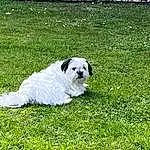 Dog, Plant, Carnivore, Grass, Companion dog, Groundcover, Dog breed, Grassland, Meadow, Lawn, Snout, Shrub, People In Nature, Tail, Pasture, Artificial Turf, Slope