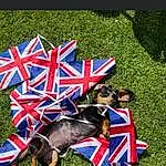 Grass, Flag Of The United States, Flag, Event, Lawn, Working Animal, Dog breed, Electric Blue, Fun, Holiday, Carmine, Leisure, Automotive Wheel System, Grassland, People In Nature, Competition Event, Canidae, Fan, Public Event, Fictional Character