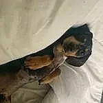 Dog, Comfort, Felidae, Sleeve, Carnivore, Small To Medium-sized Cats, Whiskers, Fawn, Companion dog, Dog breed, Working Animal, Bat, Toy Dog, Linens, Reptile, Fish, Pinscher, Paw, Furry friends, Terrestrial Animal