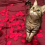 Cat, Textile, Small To Medium-sized Cats, Felidae, Whiskers, Pink, Carnivore, Fawn, Red, Petal, Magenta, Beauty, Snout, Tail, Pattern, Event, Close-up, Carmine, Linens