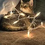Cat, Light, Lighting, Felidae, Carnivore, Whiskers, Small To Medium-sized Cats, Darkness, Snout, Heat, Event, Tail, Domestic Short-haired Cat, Sand, Paw, Midnight, Furry friends, Art, Soil, Claw
