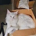 Cat, Carnivore, Wood, Whiskers, Fawn, Felidae, Small To Medium-sized Cats, Shipping Box, Snout, Tail, Box, Cardboard, Hardwood, Paw, Domestic Short-haired Cat, Carton, Packaging And Labeling, Furry friends, Plywood