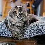 Cat, Felidae, Carnivore, Small To Medium-sized Cats, Whiskers, Grey, Snout, Furry friends, Domestic Short-haired Cat, Paw, Table, Maine Coon, Kitchen Utensil, Claw, Sitting, Comfort, Terrestrial Animal, Household Silver, Desk