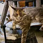 Cat, Felidae, Carnivore, Small To Medium-sized Cats, Wood, Whiskers, Fawn, Lynx, Terrestrial Animal, Snout, Tail, Trunk, Art, Domestic Short-haired Cat, Furry friends, Claw, Big Cats, Window