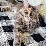 Cat, Felidae, Carnivore, Fawn, Whiskers, Small To Medium-sized Cats, Terrestrial Animal, Snout, Tail, Paw, Domestic Short-haired Cat, Furry friends, Maine Coon, Claw, Comfort, Sitting, Pattern