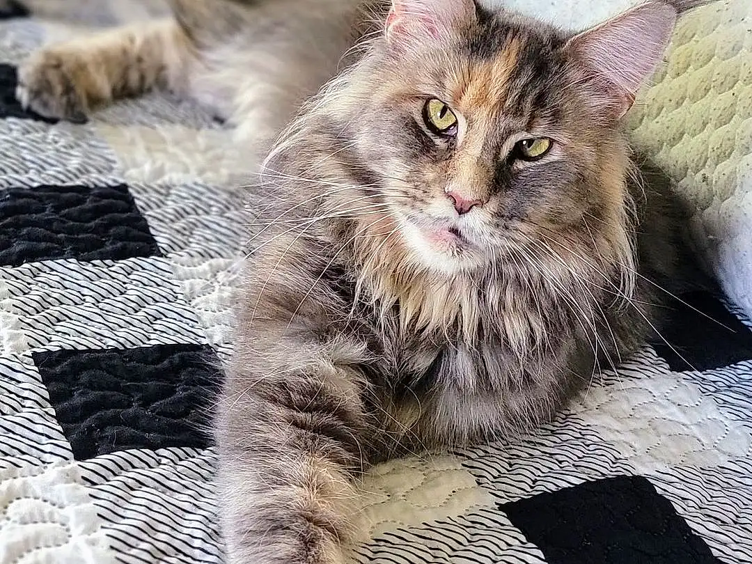 Cat, Felidae, Carnivore, Fawn, Whiskers, Small To Medium-sized Cats, Terrestrial Animal, Snout, Tail, Paw, Domestic Short-haired Cat, Furry friends, Maine Coon, Claw, Comfort, Sitting, Pattern