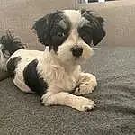 Dog, Dog breed, Carnivore, Companion dog, Toy Dog, Snout, Working Animal, Terrier, Canidae, Small Terrier, Furry friends, Shih-poo, Maltepoo, Terrestrial Animal, Grass, Black & White, Paw, Puppy, Mal-shi