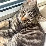 Cat, Eyes, Felidae, Carnivore, Small To Medium-sized Cats, Comfort, Iris, Grey, Whiskers, Window, Snout, Terrestrial Animal, Tail, Domestic Short-haired Cat, Furry friends, Paw, Sitting, Claw, Black & White