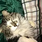 Cat, Felidae, Carnivore, Comfort, Small To Medium-sized Cats, Whiskers, Snout, Plant, Furry friends, Paw, Domestic Short-haired Cat, Tail, Claw, Terrestrial Animal, Nap, Cage, Animal Shelter, Maine Coon, Sleep
