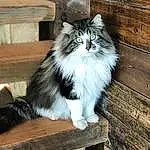 Cat, Felidae, Carnivore, Small To Medium-sized Cats, Whiskers, Wood, Snout, Tail, Furry friends, Companion dog, Terrestrial Animal, Grass, Sitting, Flash Photography, British Longhair, Hardwood, Darkness