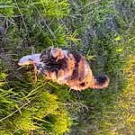 Plant, Plant Community, Cat, Dog breed, Felidae, Carnivore, Small To Medium-sized Cats, Fawn, Grass, Groundcover, Tail, Terrestrial Animal, Whiskers, Shrub, Tree, Furry friends, Domestic Short-haired Cat, Canidae, Shrubland